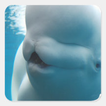 Beluga Whale  Stickers