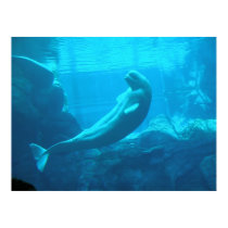 Beluga Whales II posters