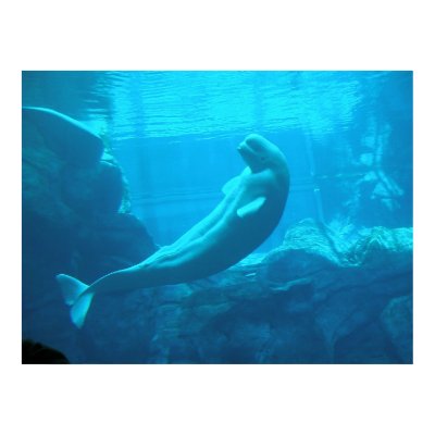 Beluga Whales II Posters by tauheedah