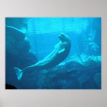 Beluga Whales II Posters