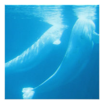 Beluga Whales Invitation