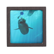 Beluga Whales Premium Trinket Boxes
