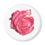 Ben Sandy Rose 023 Magnets