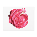 Ben Sandy Rose 023 Post Card