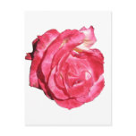 Ben Sandy Rose 023 Postcard