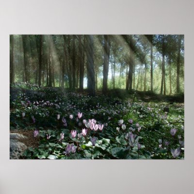 Ben Shemen Forest in Israel, Holy Land Posters by minarts