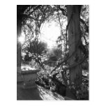 Bench and Vines Post Card