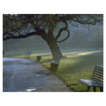 Bench, tree, Regents Park, London, England Flyers
