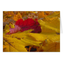 Beneath My Feet cards