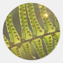 Beneath the Ferns Round Sticker