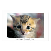 Bengal Baby Face posters