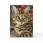 Bengal cards and stickers