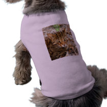 Bengal Cat 001 pet clothing by BCRcats Bengal Cat 001 pet clothing