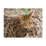 Bengal Cat 001 Post Card