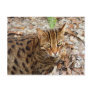 Bengal Cat 001 Post Cards