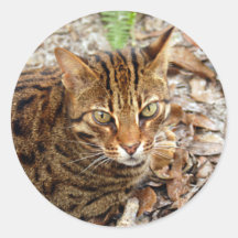 Bengal Cat 001 Round Sticker