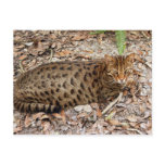 Bengal Cat 002 Post Cards