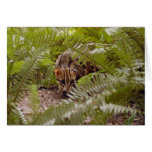 Bengal Cat 003 Greeting Cards