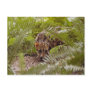Bengal Cat 003 Post Cards