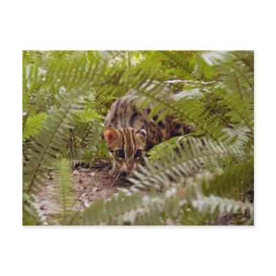Bengal Cat 003 Post Cards by BCRcats