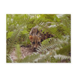 Bengal Cat 003 Post Cards
