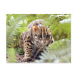 Bengal Cat 004 Post Cards