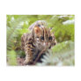 Bengal Cat 004 Post Cards