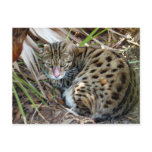 Bengal Cat 005 Post Card