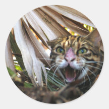 Bengal Cat 006 Stickers