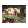 Bengal Cat 008 Post Card