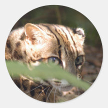 Bengal Cat 008 Sticker