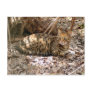 Bengal Cat 013 Post Cards