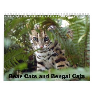 Bengal Cat 022, Bear Cats and Bengal Cats Wall Calendar by NatureByDesign