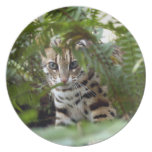 Bengal Cat 022 Dinner Plates