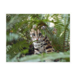 Bengal Cat 022 Postcards