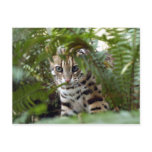 Bengal Cat 022 Post Card