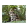 Bengal Cat 022 Post Card