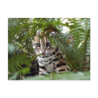 Bengal Cat 022 Post Card by BCRcats