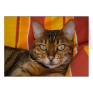Bengal Cat card