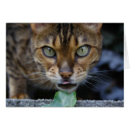 Bengal Cat card