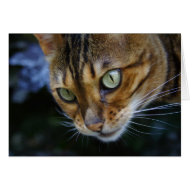 Bengal Cat card