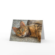 Bengal Cat card