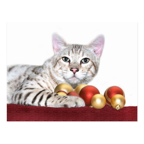 Bengal cat Christmas Postcard