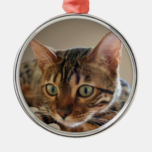 Bengal Cat Christmas Tree Ornaments Zazzle