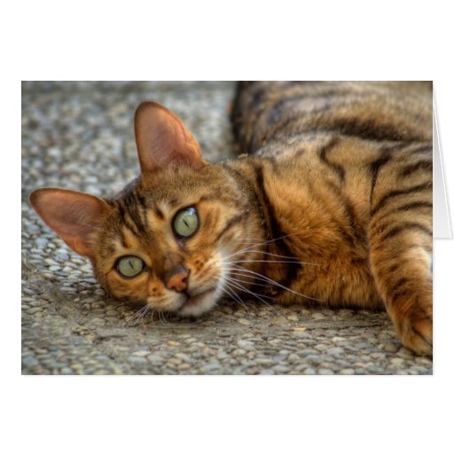 Bengal Cat Greeting Card