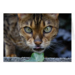 Bengal Cat Greeting Cards