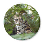 Bengal Cat Magnet