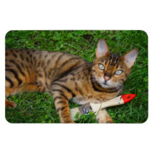 Bengal Cat Magnets