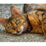 Cat Mousepads