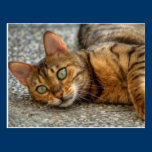 Bengal Cat postcards